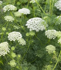Pakmín větší - Ammi majus - semena pakmínu - 300 ks