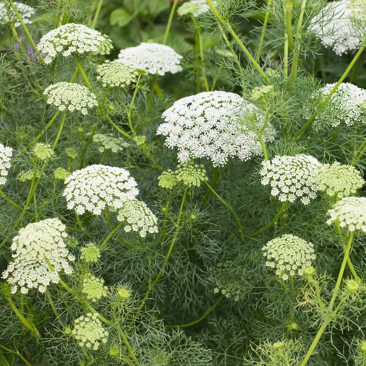 Pakmín větší - Ammi majus - semena pakmínu - 300 ks