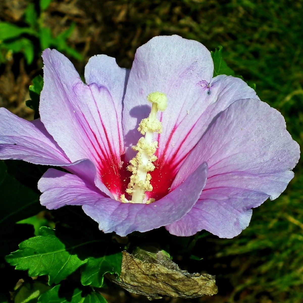 Ibišek syrský fialový - Hibiscus syriacus - semena ibišku - 12 ks