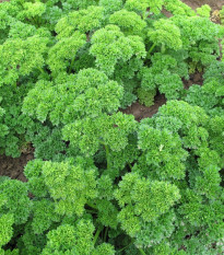 Petržel Mooskrause - Petroselinum crispum - semena petržele - 500 ks