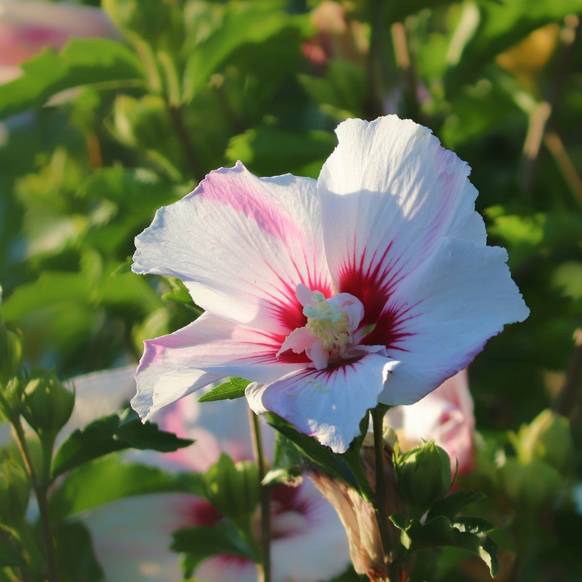 Ibišek syrský bílý - Hibiscus syriacus - semena ibišku - 12 ks