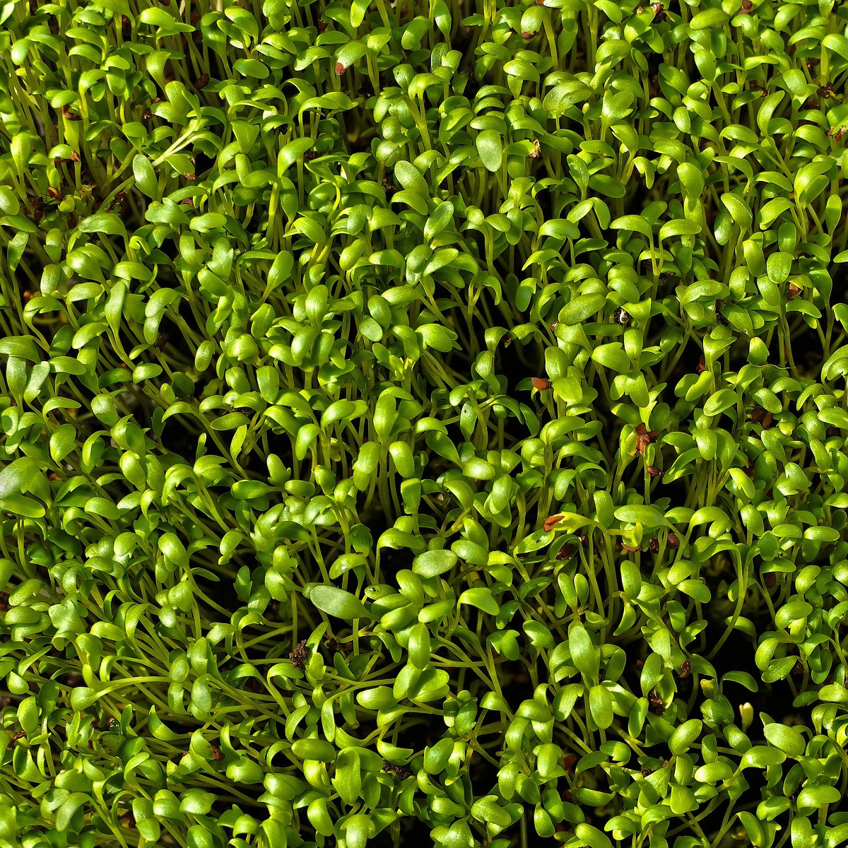 Řeřicha Krause - Lepidium sativum - semena řeřichy - 650 ks