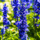 Szałwia Victoria Blue - Salvia farinacea - nasiona szałwii - 20 szt.