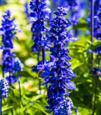Szałwia Victoria Blue - Salvia farinacea - nasiona szałwii - 20 szt.