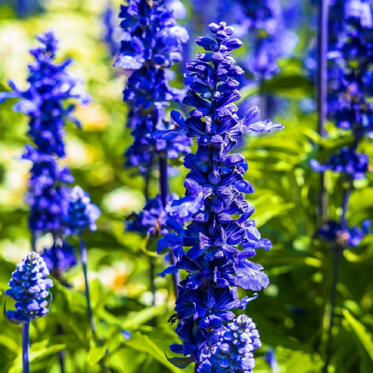 Szałwia Victoria Blue - Salvia farinacea - nasiona szałwii - 20 szt.
