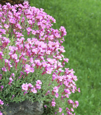 Huseník brvolistý Spring Charm - Arabis blepharophylla - semena huseníku - 30 ks
