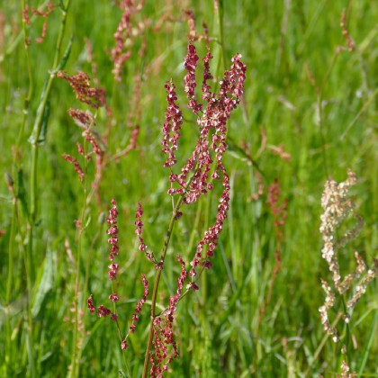Šťovík kyselý - Rumex acetosa - semena šťovíku - 25 ks