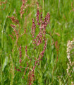 Šťovík kyselý - Rumex acetosa - semena šťovíku - 25 ks