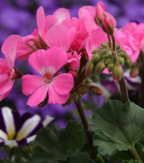 Muskat pasiasty Horizon - Pelargonium zonale - nasiona pelargonii - 4 szt.