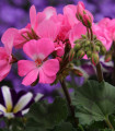 Muskat pasiasty Horizon - Pelargonium zonale - nasiona pelargonii - 4 szt.