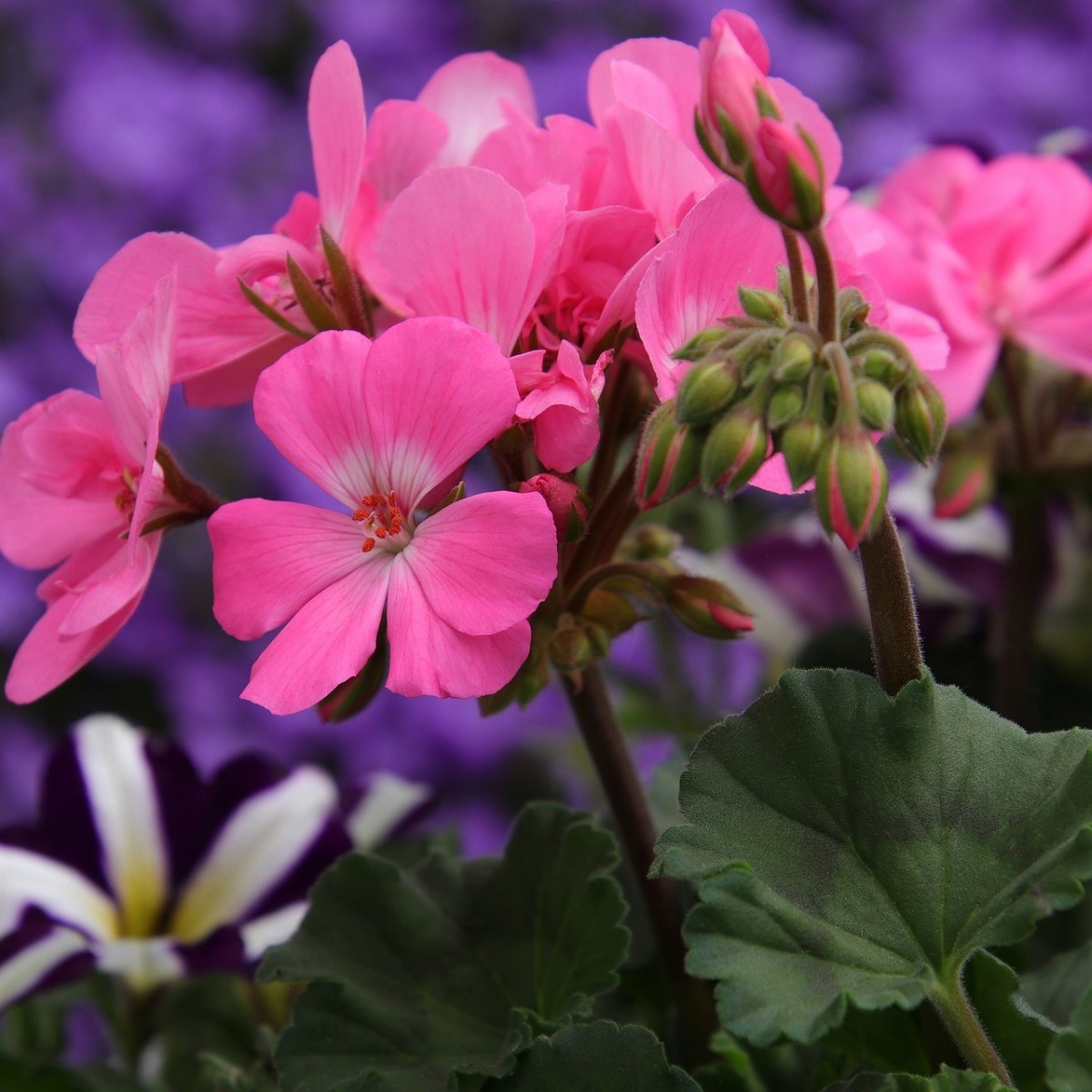 Muskat pasiasty Horizon - Pelargonium zonale - nasiona pelargonii - 4 szt.