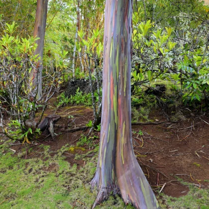 Eukaliptus tęczowy - Blahowiśnik - Eucalyptus deglupta - nasiona eukaliptusa - 10 szt.