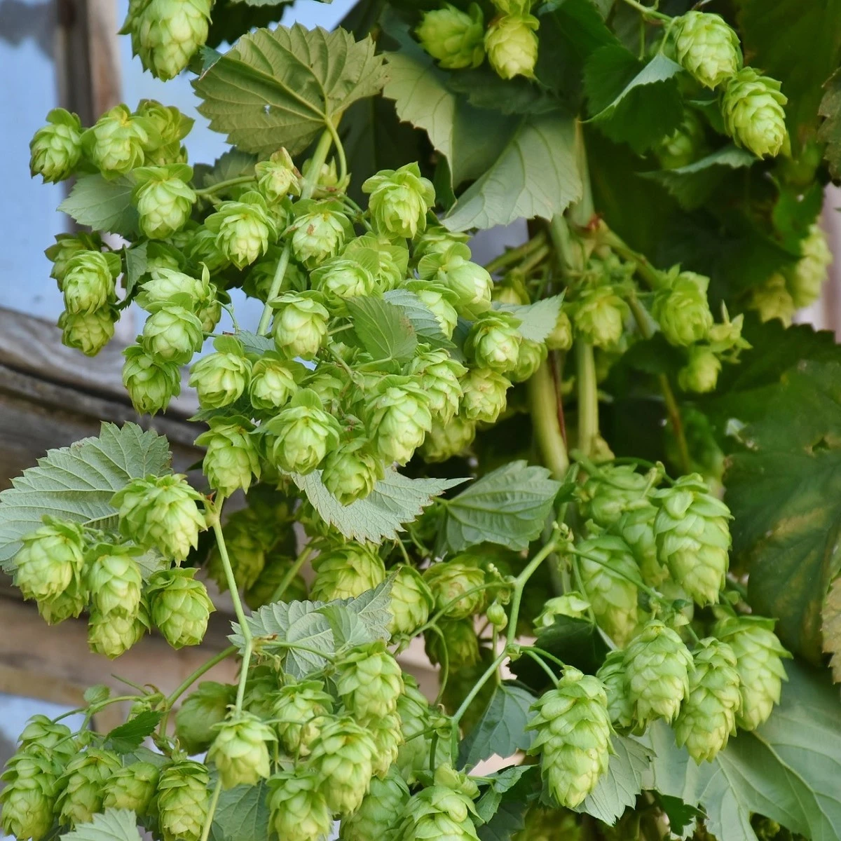 Chmel otáčivý - Humulus lupulus - semena chmelu - 8 ks
