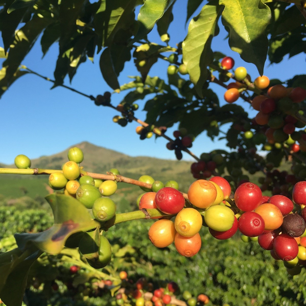 Kávovník Konna havajský - Coffea konna - semena - 5 ks