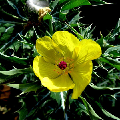 Benedikt lékařský - Cnicus benedictus - semena benediktu - 10 ks