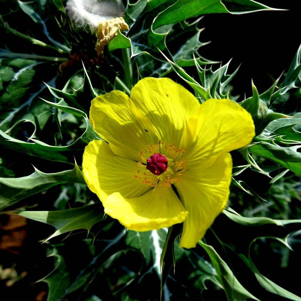 Benedikt lékařský - Cnicus benedictus - semena benediktu - 10 ks