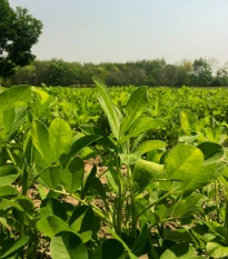 Podzemnice olejná - Arachis hypogaea - semena podzemnice - 3 ks