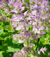 Šalvěj muškátová - Salvia sclarea - semena šalvěje - 50 ks