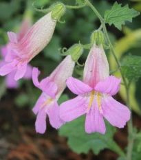 Náprstník čínský - Rehmannia elata - semena náprstníku - 6 ks