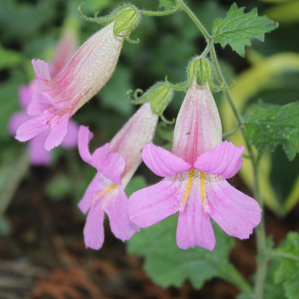 Náprstník čínský - Rehmannia elata - semena náprstníku - 6 ks