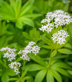 Svízel vonný - Galium odoratum - semena - 10 ks
