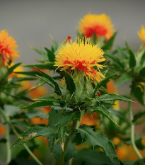 Světlice barvířská Zanzibar - Carthamus tinctorius - semena světlice - 20 ks