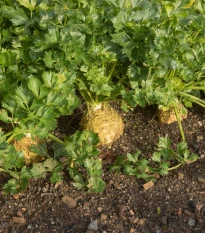 BIO Celer bulvový Mars - Apium graveolens - bio semena celeru - 20 ks