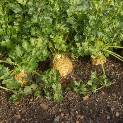 BIO Celer bulvový Mars - Apium graveolens - bio semena celeru - 20 ks