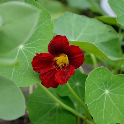 Nasturcja czerwono-czarna Black Velvet - Tropaeolum minus - nasiona nasturcji - 15 szt.