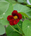 Nasturcja czerwono-czarna Black Velvet - Tropaeolum minus - nasiona nasturcji - 15 szt.