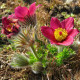 Koniklec obecný Rote Glocke - Pulsatilla vulgaris - semena koniklece - 10 ks
