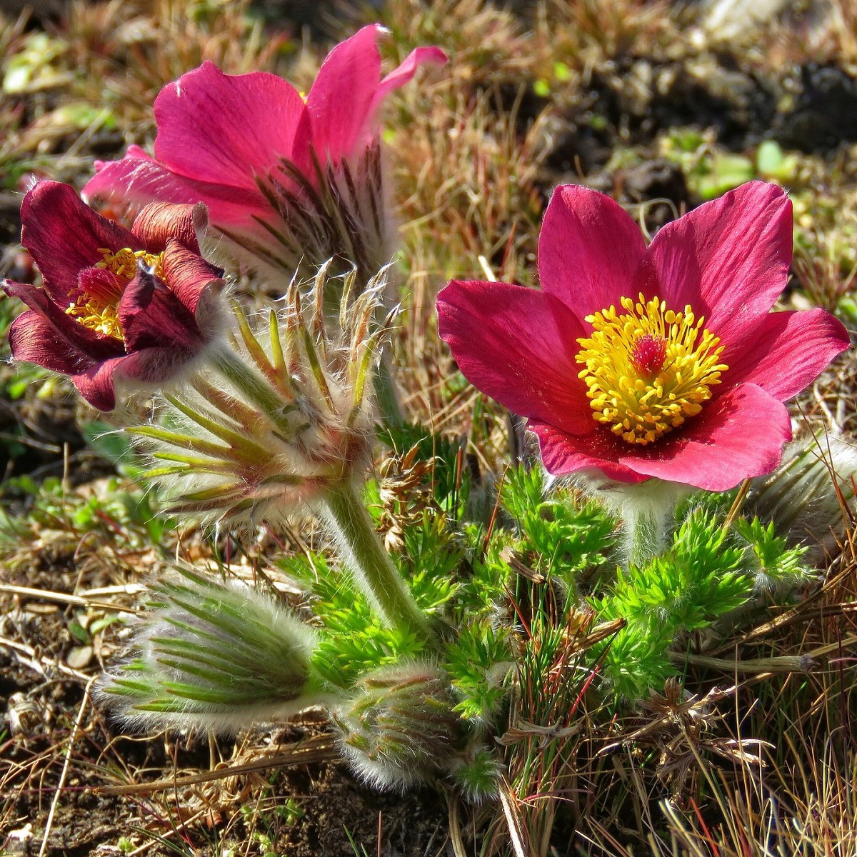 Koniklec obecný Rote Glocke - Pulsatilla vulgaris - semena koniklece - 10 ks