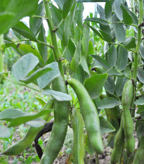 Bob Hangdown - Vicia faba - semena bobu - 12 ks