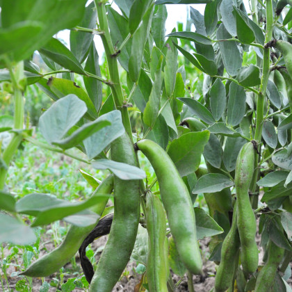 Bob Hangdown - Vicia faba - semena bobu - 12 ks