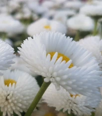 Sedmikráska chudobka bílá Tasso - Bellis perennis - semena sedmikrásky - 50 ks