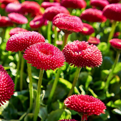 Sedmikráska chudobka červená Tasso - Bellis perennis - semena sedmikrásky - 50 ks