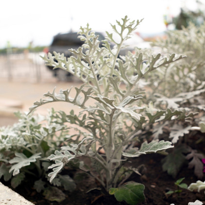 Starček přímořský - Cineraria maritima - semena starčeku - 150 ks