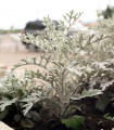 Starzec nadmorski - Cineraria maritima - nasiona starca - 300 szt.