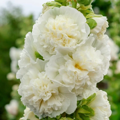 Topolovka plnokvětá bílá Chaters - Slézová růže - Alcea rosea - semena topolovky - 12 ks