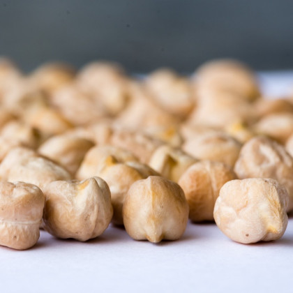 Cizrna Pascia - Cicer arietinum - semena cizrny - 10 ks