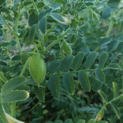 Cizrna Pascia - Cicer arietinum - semena cizrny - 10 ks