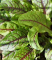 Szczaw krwisty - Rumex sanguineus - nasiona szczawiu - 100 szt.