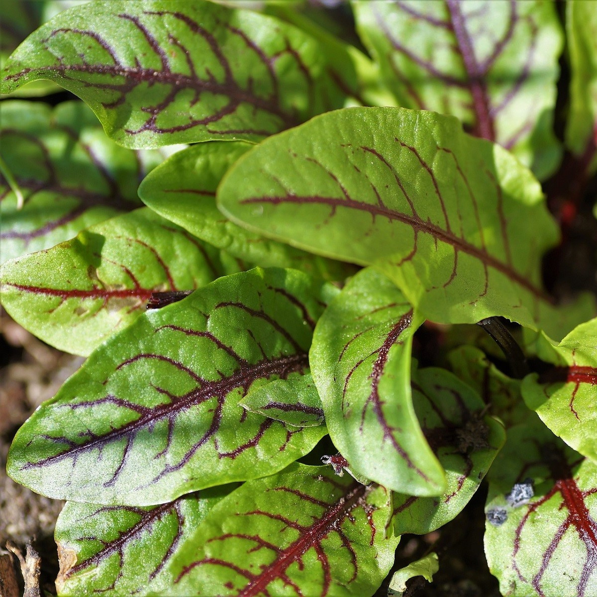 Szczaw krwisty - Rumex sanguineus - nasiona szczawiu - 100 szt.