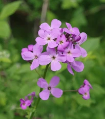 Večernice vonná - Hesperis matronalis - semena večernice - 100 ks