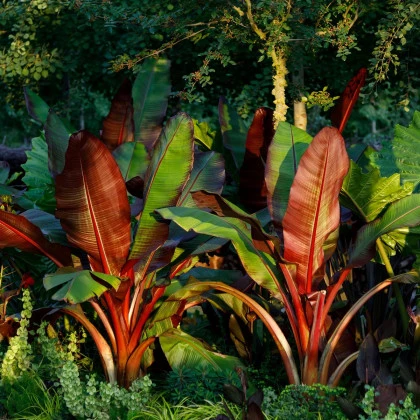 Banánovník habešský - Ensete vetricosum - semena banánovníku - 3 ks