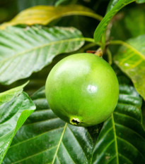 Boroja - Borojoa patinoi - semena boroji - 5 ks