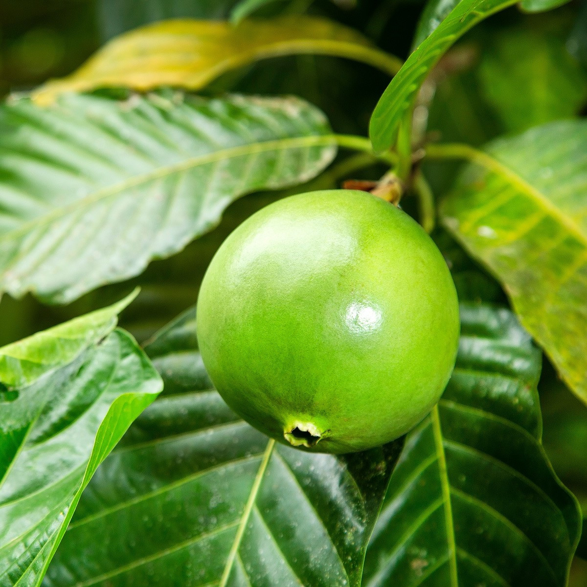 Boroja - Borojoa patinoi - semena boroji - 5 ks