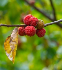 Kudranie - Maclura tricuspidata - nasiona kudranie - 5 szt.