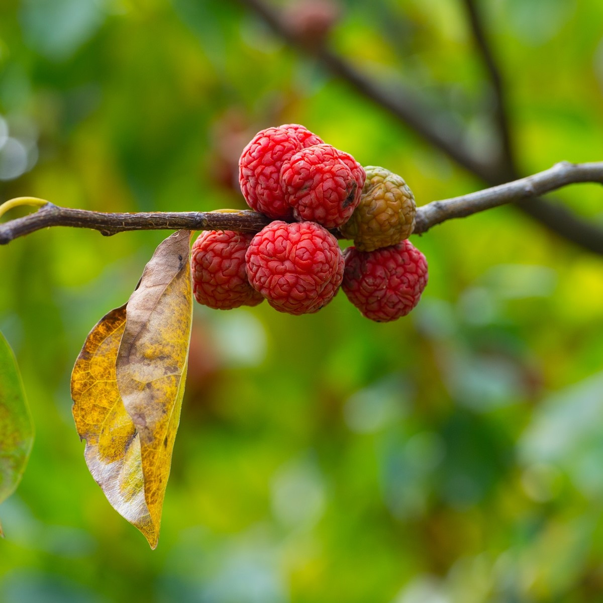 Kudranie - Maclura tricuspidata - nasiona kudranie - 5 szt.