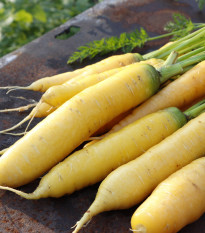 Mrkev Yellowstone – Daucus carota – nasiona marchwi